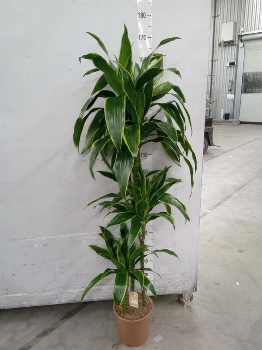 <h4>Dracaena fr de 'Art'</h4>