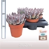 Echeveria Silver Queen