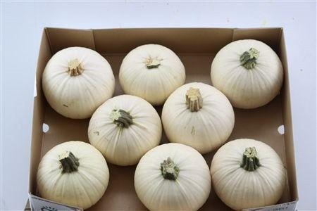 <h4>CUCURBITA PEPO</h4>