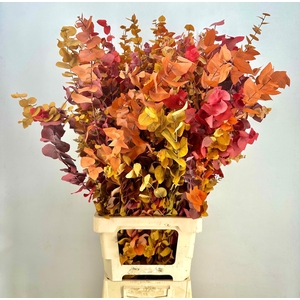 Euc. Stuart Preserved Autumn XXL