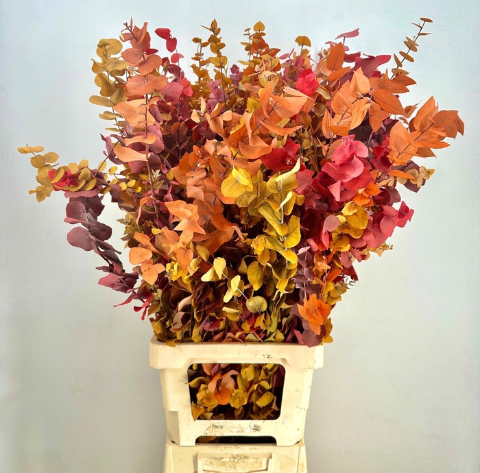 <h4>Euc. Stuart Preserved Autumn XXL</h4>