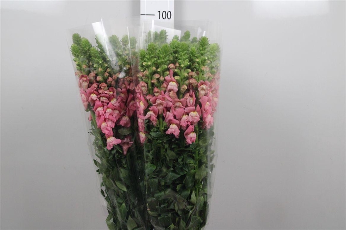 <h4>Antir It. Pink</h4>