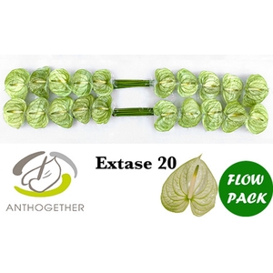 Anthurium andr. 'Extase'
