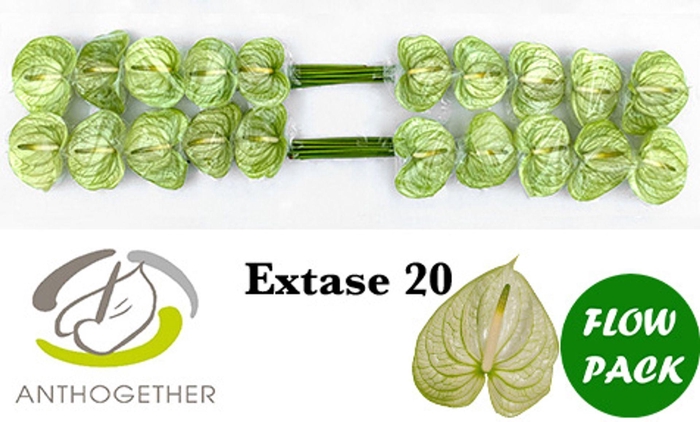 <h4>Anthurium andr. 'Extase'</h4>