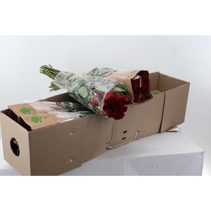 R Gr Freedom BOX 60cm Funza