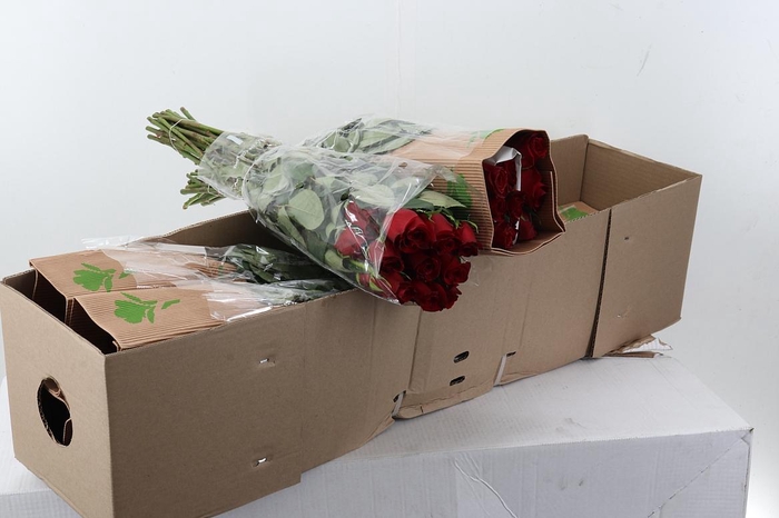 <h4>R Gr Freedom BOX 60cm Funza</h4>