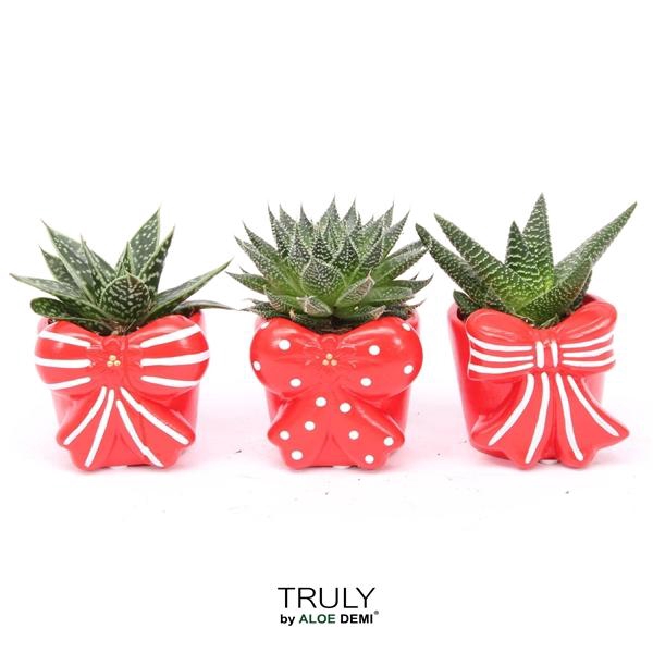 <h4>TRULY Haworthia Gasteria, Bow</h4>