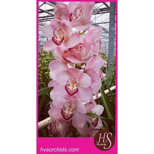 CYMB T PI LAKE SURPR 80 CM