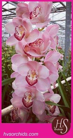 <h4>CYMB T PI LAKE SURPR 60 CM</h4>