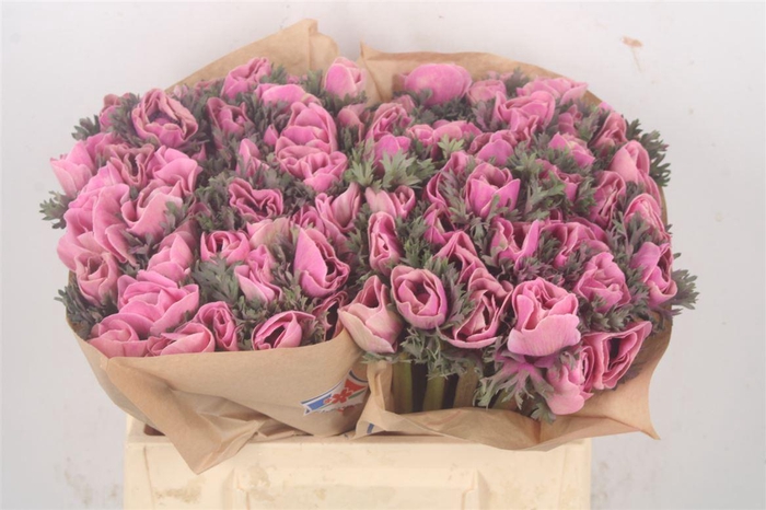 <h4>Anemone Powder Pink</h4>