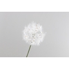 Dandelion Cream