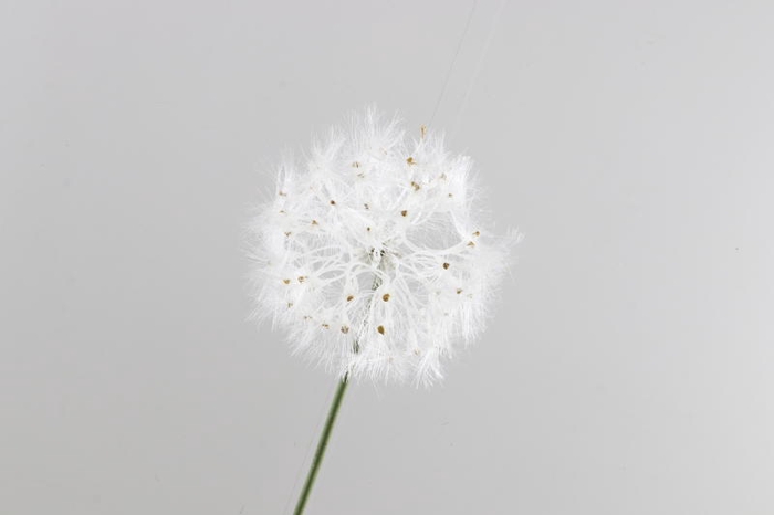 Dandelion Cream