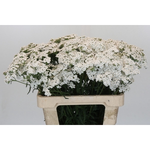 Achillea Millefolium White Beauty