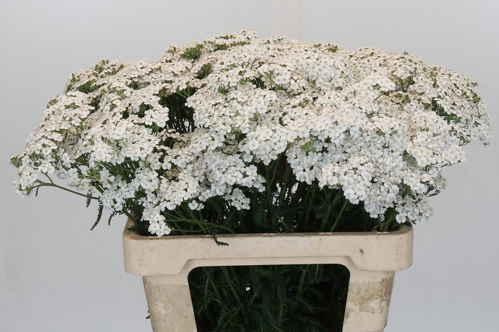 <h4>Achillea Millefolium White Beauty</h4>
