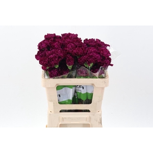 Di St Golem Purple 50cm
