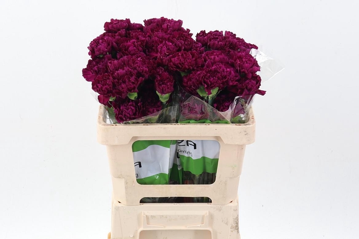 <h4>Di St Golem Purple 50cm</h4>