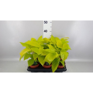 Schefflera actin.