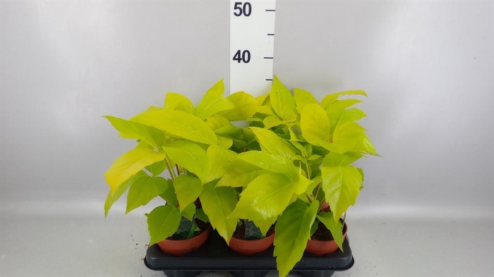 <h4>Schefflera actin.</h4>