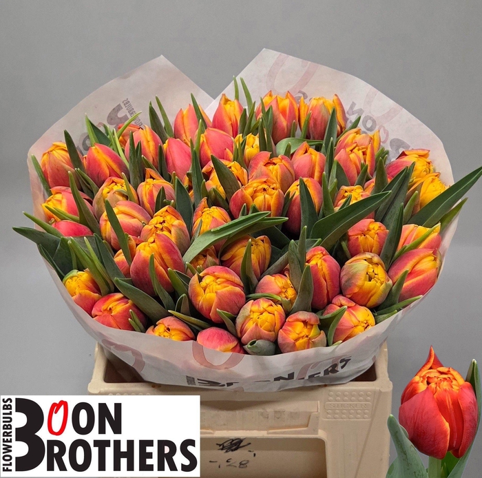 <h4>TU DU THUNDERBALL</h4>