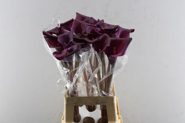 <h4>Zant Accent (paars)</h4>