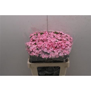 Dianthus Ba Earl