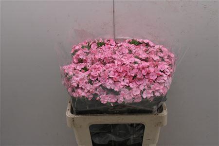 <h4>Dianthus Ba Earl</h4>