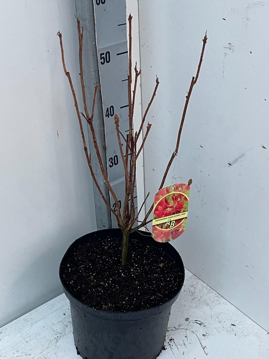 <h4>RHOD MO FIREBALL</h4>