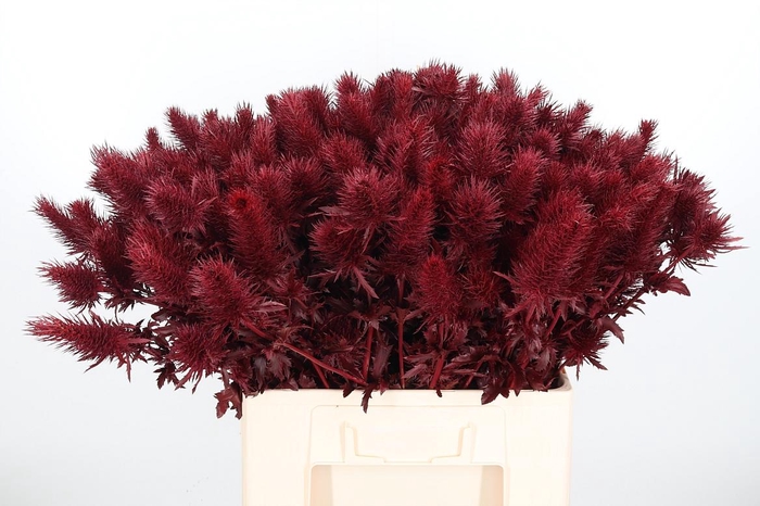 <h4>Eryn Supernova Kl Bh Bordeaux</h4>