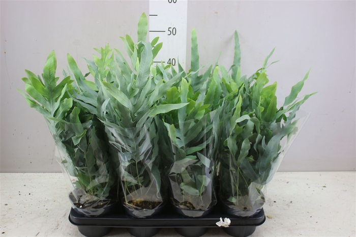 <h4>Phlebodium Aureum Blue Star</h4>