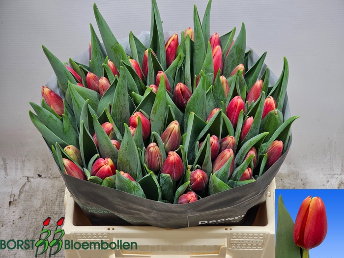 <h4>TU EN PERFORMANCE</h4>