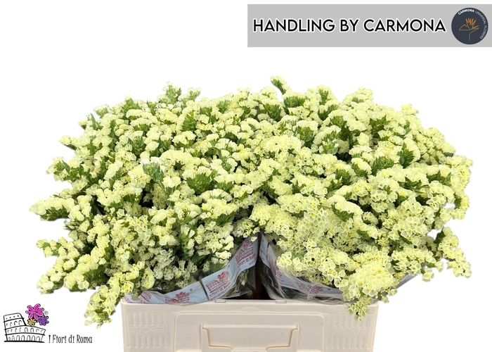 <h4>LIM S CAN SUN BIRDS</h4>