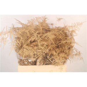 Asp Middel Getopt Antique Gold