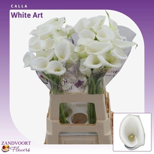 ZANT WHITE ART