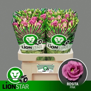 Eustoma Du Rosita Pink