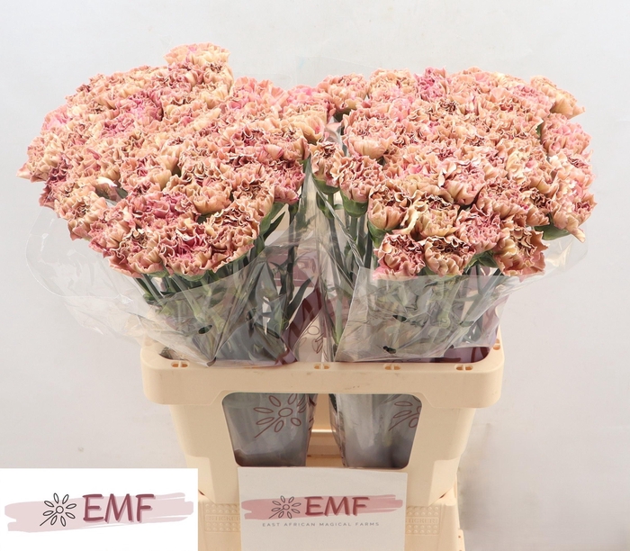 <h4>DI ST BABYLON</h4>