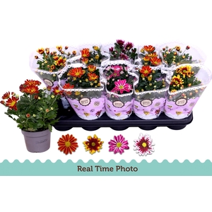 CHRYS GEM 2 KL BLOEM