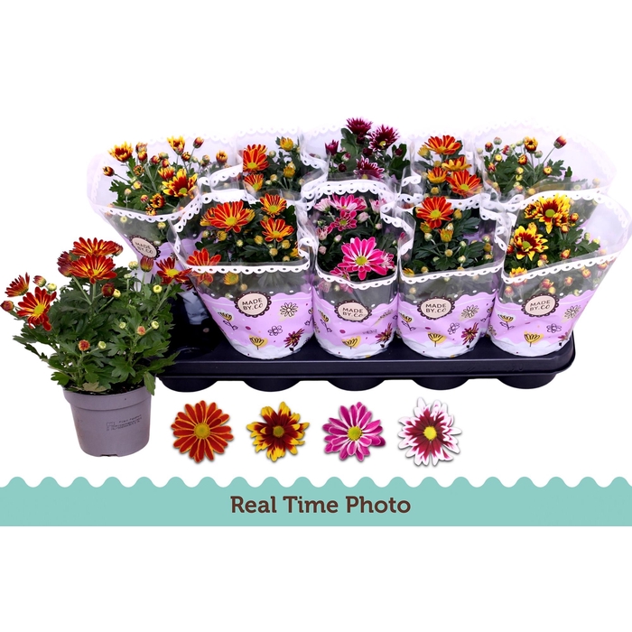 <h4>CHRYS GEM 2 KL BLOEM</h4>