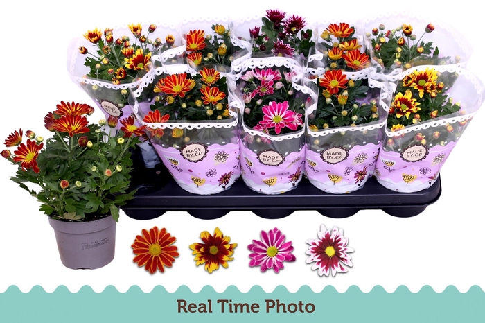 CHRYS GEM 2 KL BLOEM