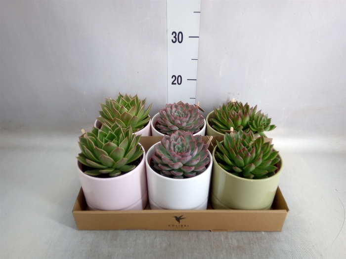 <h4>Succulents   ...mix 3</h4>