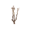 Syringa Branch Super Humfrey
