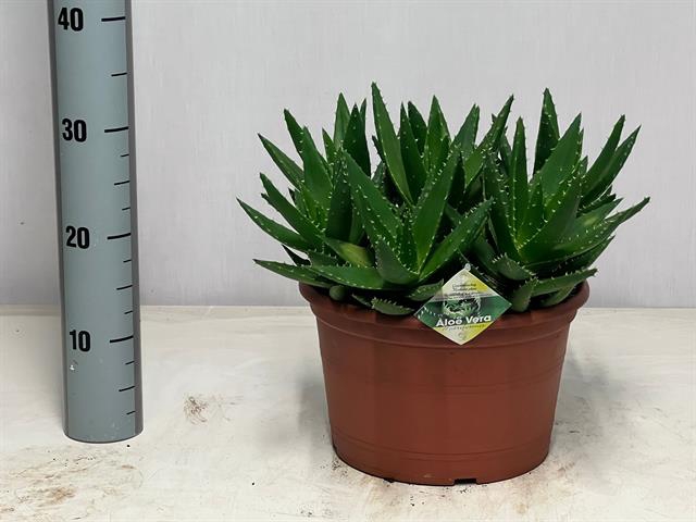 <h4>ALOE PERFOLIATA</h4>