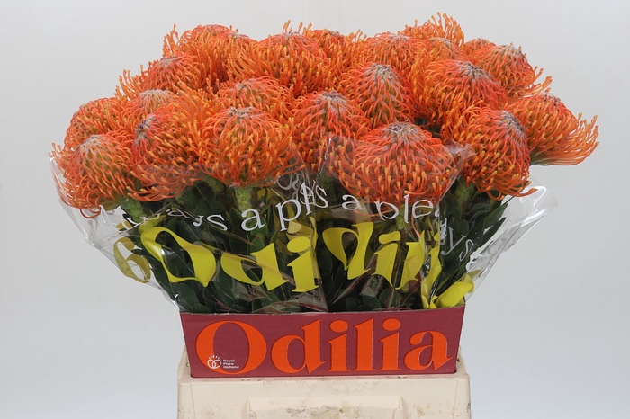 Nutans Ayoba Orange
