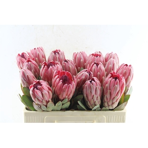 Protea Sharonette