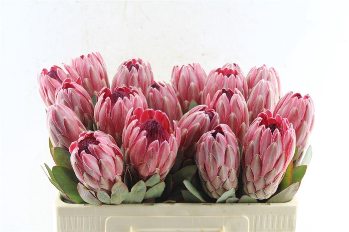 <h4>Protea Sharonette</h4>