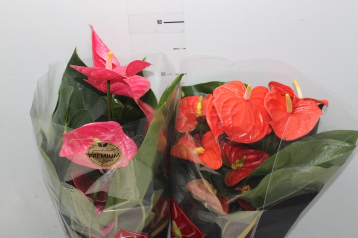 <h4>ANTHURIUM VARIADO P17 PREMIUM</h4>