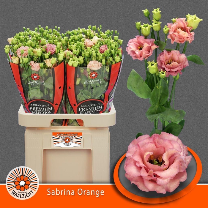 <h4>Lisianthus do sabrina orange</h4>