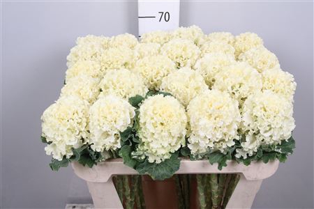 Brass Crane Ru White