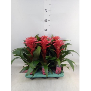 Guzmania  'Optima'