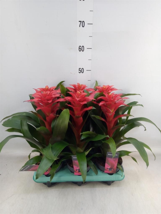 <h4>Guzmania  'Optima'</h4>