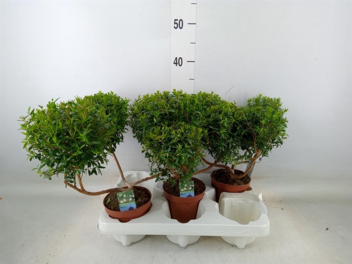 <h4>Myrtus communis</h4>